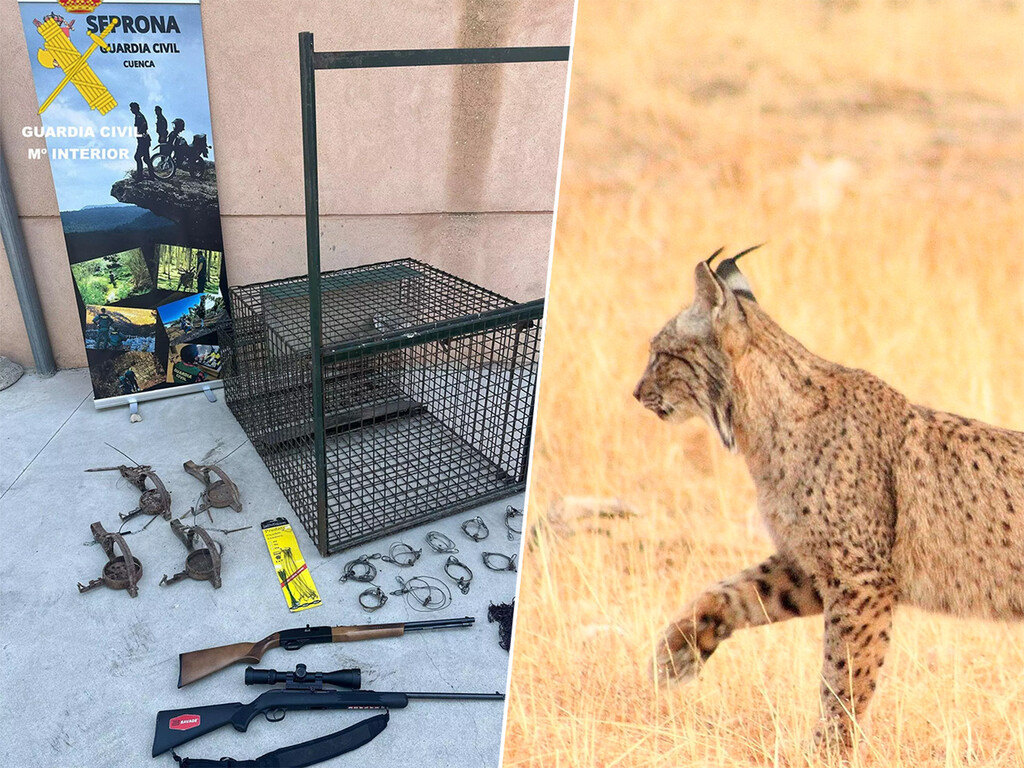 Tres detenidos por matar a tiros a un lince en Cuenca para aumentar la caza en un coto: se enfrentan a hasta dos años de cárcel