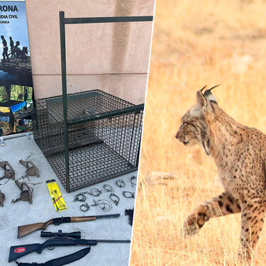 Tres detenidos por matar a tiros a un lince en Cuenca para aumentar la caza en un coto: se enfrentan a hasta dos años de cárcel 