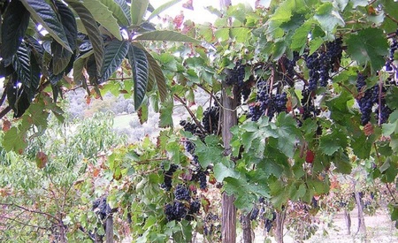 ¿Por qué muchos de los parados españoles no están dispuestos a vendimiar por 6,50 euros la hora?