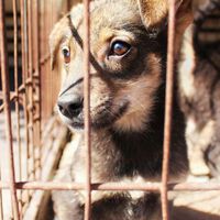 CDMX busca castigar con hasta 12 años de cárcel a quien mate perros o gatos, además de multas millonarias 