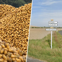 Un agricultor apiló 500 toneladas de patatas en un campo para quien quisiera cogerlas gratis. Ocurrió lo que cabía esperar