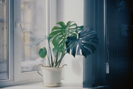Monstera