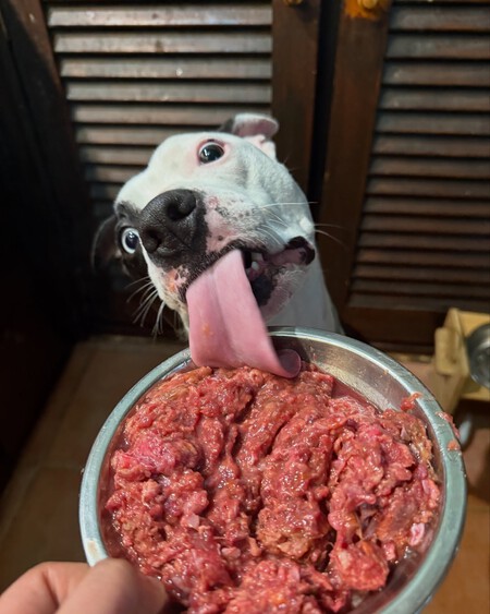 Dieta Barf Perros Riesgos Mala