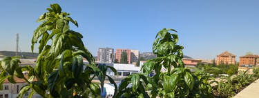 Las cinco plantas aromáticas que puedes cultivar fácilmente en tu cocina o balcón este verano para dar alegría a tus platos 