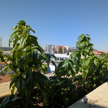 Las cinco plantas aromáticas que puedes cultivar fácilmente en tu cocina o balcón este verano para dar alegría a tus platos 