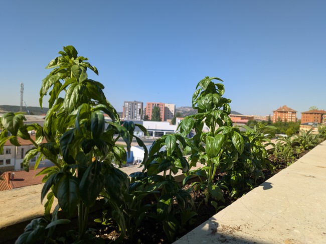 Albahaca