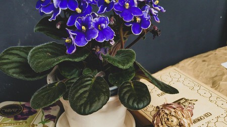Violeta
