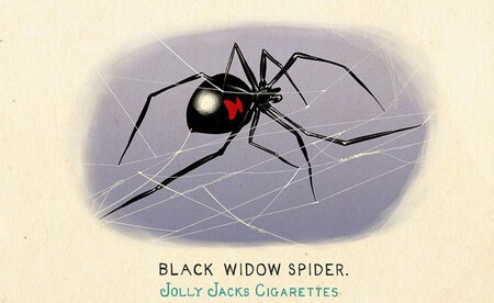 Fauna De Norteamerica