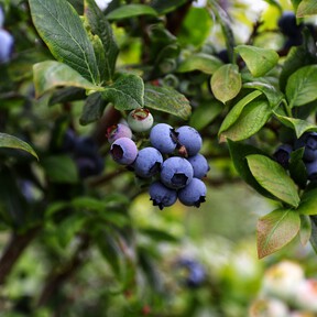 Octubre es el momento de podar estas tres plantas si quieres que crezcan sanas la próxima temporada