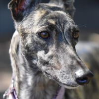 La Ley de Bienestar Animal sale adelante en el último momento dejando desprotegidos a los perros de caza 
