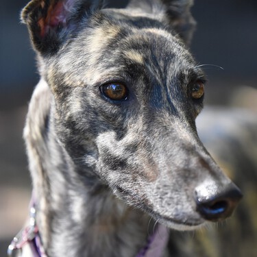 La Ley de Bienestar Animal sale adelante en el último momento dejando desprotegidos a los perros de caza