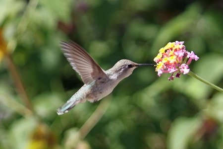 La lengua del colibrí