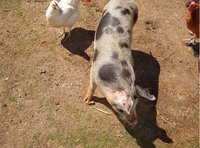 Cerdos y gallinas: metodología Scrum