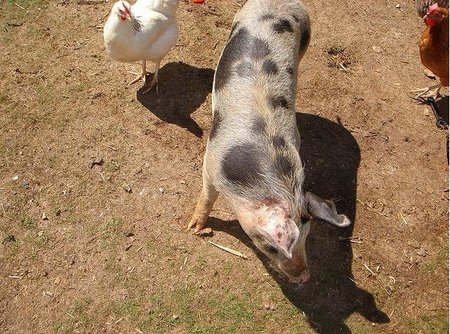 Cerdos y gallinas: metodología Scrum
