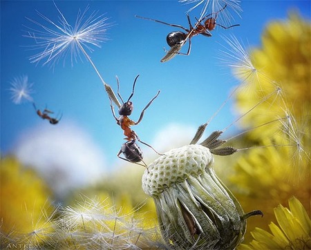 Andrey Pavlov, fotografiando el mágico mundo de las hormigas