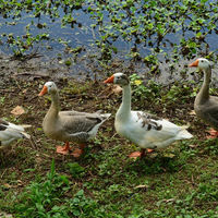 Cuando el jefe se convierte en líder y este en un manipulador 