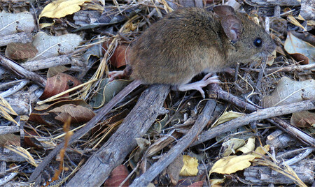 Raton Colilarga 1
