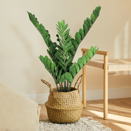 Macetazamioculca90cmambiente