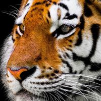 Cómo ser un experto en nada en diez pasos