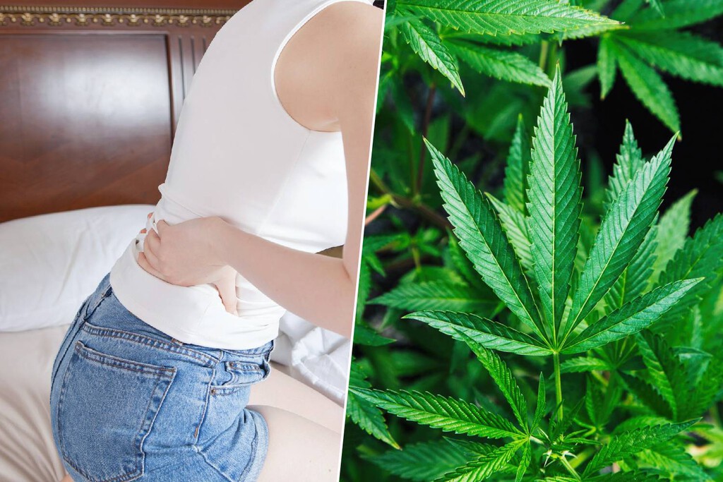 En su batalla por ser la mejor medicina para el dolor de espalda, el ibuprofeno acaba de encontrar un serio competidor: el cannabis 