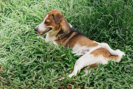 perro cesped
