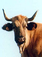 La vaca catalana se extingue