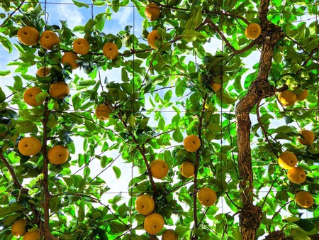 Frutales