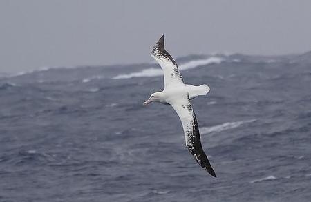 Singularidades extraordinarias de animales ordinarios (III): el albatros