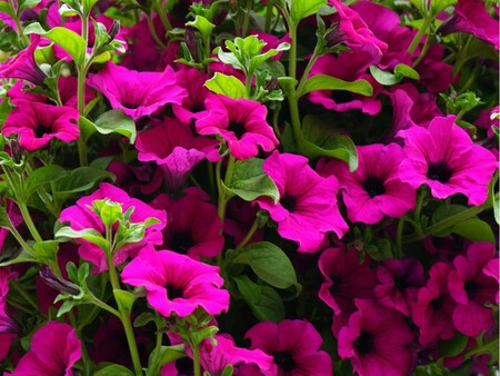 Petunias