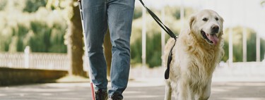 ¿Son los labradores y golden retriever las mejores razas de perros guía?