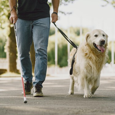 ¿Son los labradores y golden retriever las mejores razas de perros guía?