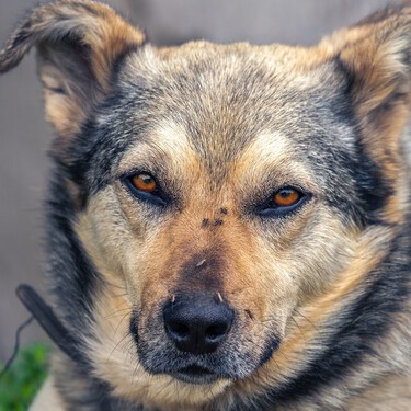 Un collar antiparasitario para perros puede durar más de seis meses: aprende cada cuánto hay que cambiarlo  