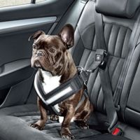 Skoda quiere que tus mascotas viajen seguras a bordo del auto