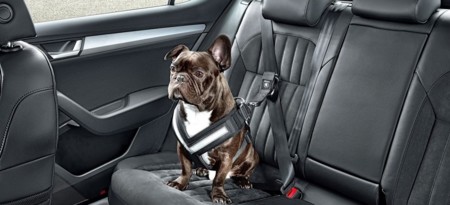 Skoda quiere que tus mascotas viajen seguras a bordo del auto