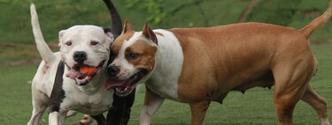 Por qué todavía se consideran a estas razas perros peligrosos PPP con la nueva Ley de Bienestar Animal 