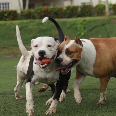 Por qué todavía se consideran a estas razas perros peligrosos PPP con la nueva Ley de Bienestar Animal 