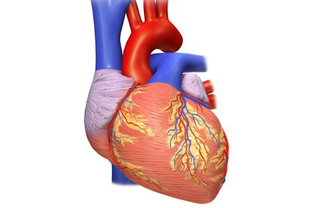 画像: ウィキメディア・コモンズ