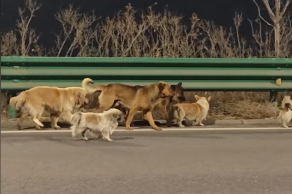 Miles de personas se han enamorado de siete perros abandonados y a la fuga en medio de China. Solo era otro vídeo IA