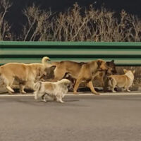 Miles de personas se han enamorado de siete perros abandonados y a la fuga en medio de China. Solo era otro vídeo IA