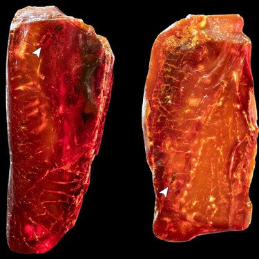 El museo más importante de Weimar escondía un hallazgo histórico para la ciencia: una hormiga de 40 millones de años