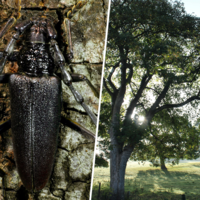 Salamanca afronta su mayor plaga medioambiental en décadas. Y el problema es que no puede atajarla legalmente