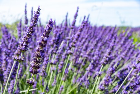 Lavanda