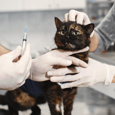 La enfermedad renal crónica, las patologías de hígado y las enfermedades endocrinas, las que más afectan a nuestros gatos 