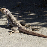 Se o feminismo for legalizado, isso se tornará comum: lagartos lésbicas se reproduzem sem necessidade de macho 
