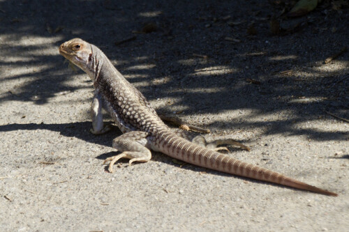 Lagarto rabo-de-chicote. Créditos: Hal Beral/GettyImages
