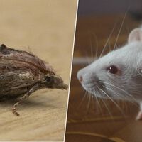 La ciencia llevaba años buscando alternativa a los ratones de laboratorio sin éxito. Hasta que encontró a las polillas