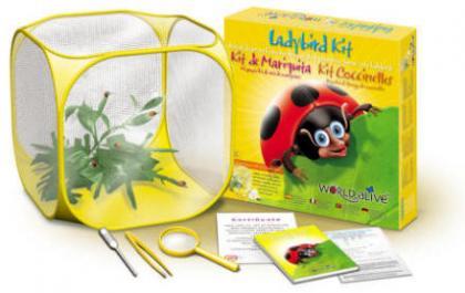 Set de cría de mariquitas