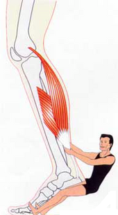 ¿Qué son los calambres musculares?