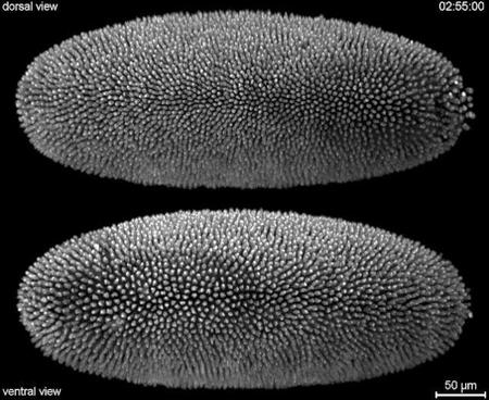 Olympus Bioscapes: las fotos microscópicas más extraordinarias