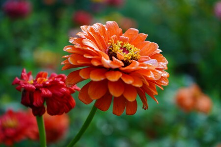 zinnia elegans